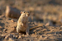 Indian desert gerbil {Meriones hurrianae} Thar Desert, Rajasthan, India