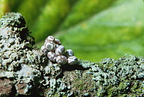 Lappet moth eggs {Gastropacha quercifolia} on tree bark, Wiltshire, UK