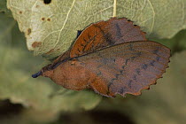 Lappet moth {Gastropacha quercifolia} mimics leaf, Germany