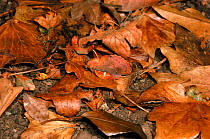 Lappet moth in camouflaged in leaf litter, England, UK, Europe