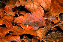 Lappet moth camouflaged in leaf litter. England, UK, Europe
