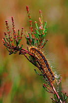 Ground lackey moth caterpillar on heather, Belgium, Europe