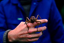 Giant weta on hand. Little Barrier Is, New Zealand. World's second largest insect, related to crickets