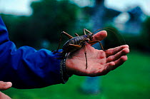 Giant weta, Little Barrier Is, New Zealand. World's second largest insect related to crickets