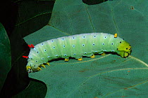 Promethea moth caterpillar, Pennsylvania, USA