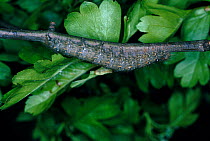 December moth larva on hawthorn England, UK, Europe