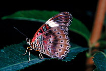 Red lacewing butterfly,  Melbourne, Australia