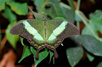 Papilio palinurus butterfly, Palawan, Australasia