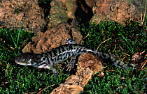 Tiger salamander {Ambystoma Tigrinum} Italy
