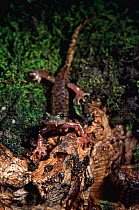 Salamander {Hydromantes flavus} Italy