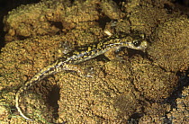 Salamander {Hydromantes imperialis} Italy