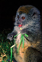 Grey bamboo lemur, Western rainforest, Madagascar