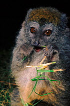 Grey bamboo lemur, Western rainforest, Madagascar