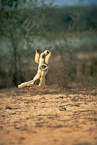 Decken's sifaka carrying young as it dances along the ground (Propithecus verreauxi deckenii), Soamalipo, Madagascar
