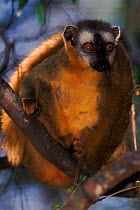Female Red fronted brown lemur with baby, Kirindy Forest, Madagascar