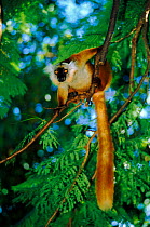 Female Black lemur, Nosy Komba, Madagascar