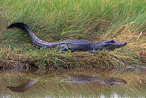 American alligator on bank {Alligator mississipiensis} Texas, USA