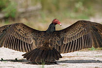 Turkey vulturesunning {Cathartes aura} Florida, USA.