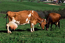 Domestic Guernsey cow {Bos taurus} with full udder, USA
