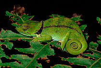 O'Shaughnessy's chameleon (Calumma oshaughnessysi dabrensis). Madagascar
