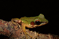 White lipped frog, Sarawak, Borneo