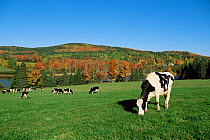 Domestic Holstein cattle / cows grazing Vermont USA