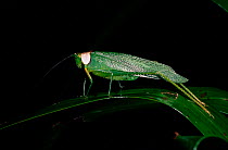 Long-winged katydid, Amazon Rainforest, Ecuador