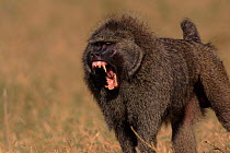 Olive baboon male bares teeth in threat display, Masai Mara Kenya East Africa