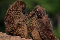 Olive baboons mutual grooming, Masai Mara, Kenya, East Africa