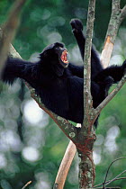 Siamang gibbon male displaying