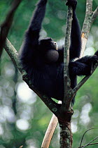 Siamang gibbon male calling, pouch inflated
