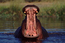 Hippopotamus male threat display, Botswana, Moremi Wildlife Reserve, Khwai River.