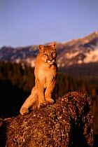 Puma (Mountain lion) (Felis concolor). Montana, USA