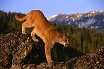 Puma (Mountain lion) on rock {Felis concolor} Montana, USA, captive