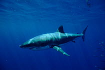Great white shark off southern Australia