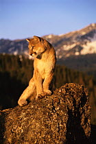 Puma / Mountain lion / Cougar on rock {Felis concolor} captive, Montana, USA