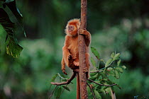 Ebony langur climbing. Endangered - native to Java, Indonesia