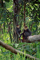 Douc langurs in tree