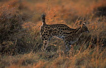 Serval (Felis / Leptailurus serval) male marking territory by spraying on bush, Masai Mara NR, Kenya