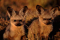 Two Bat eared fox cubs, Masai Mara, Kenya, East Africa.