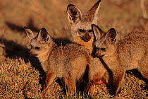 Bat eared fox family group, Masai Mara, Kenya, East Africa.