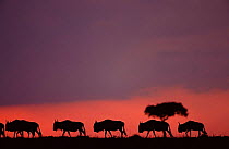 Wildebeest silhouetted at dusk, Masai Mara, Kenya, East Africa