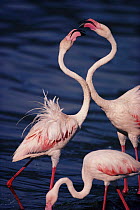 Greater flamingos courtship dance (Phoenicopterus ruber) Lake Bogoria, Kenya