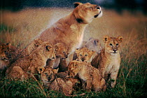 Lioness shaking off rain, surrounded by cubs, Masai Mara, Kenya, East Africa