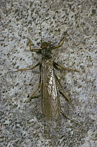 Stonefly {Perla} Scotland, UK