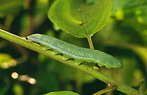 Brimstone butterfly caterpillar (Gonepteryx rhamni) Buckinghamshire, UK