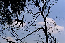 Spider monkey in tree. Note prehensile tail