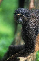 Grey / Muller's bornean gibbon (Hylobates muelleri) wet after rain, captive, Endangered