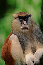 Patas monkey male (Erythrocebus patas) portrait