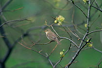 Willow warbler {Phylloscopus trochilus} male singing, Sweden.